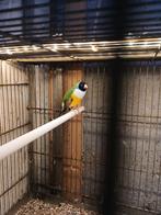 Mooie man gould amadine, Dieren en Toebehoren, Vogels | Overige Vogels, Mannelijk, Geringd