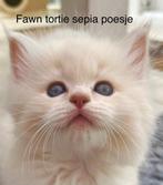 Ragdoll kittens stamboom getest zeldzame kleuren, Dieren en Toebehoren, Katten en Kittens | Raskatten | Langhaar, Meerdere dieren