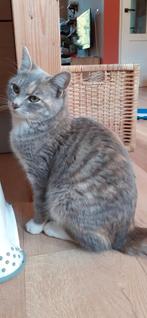 Ragdoll kruising kort haar volle vacht jonge poes, Dieren en Toebehoren, Katten en Kittens | Overige Katten, Poes, Kortharig, 0 tot 2 jaar