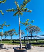 Amberboom | Liquidambar, Bloeit niet, Ophalen of Verzenden, 100 tot 250 cm, Dakboom