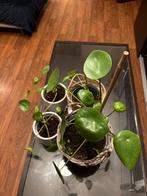 Pilea Peperomioides – Set of 4 Plants, Ophalen, Halfschaduw, Minder dan 100 cm