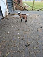 Tekoop super mooi klein dwerg bokje, Mannelijk, Geit