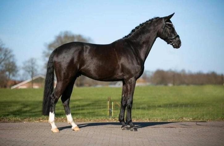 Recreatie paard 7 jaar jong, Dieren en Toebehoren, Paarden, Ruin, M, 165 tot 170 cm, 7 tot 10 jaar, Recreatiepaard, Met stamboom