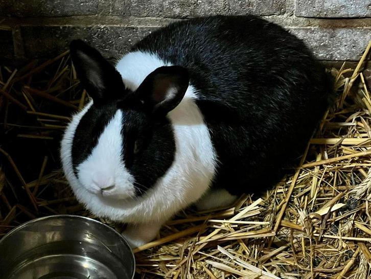 Tekoop hollander voedster, Dieren en Toebehoren, Konijnen, Klein, Vrouwelijk, 0 tot 2 jaar