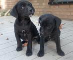 Labrador/Boerenfoxjes, Dieren en Toebehoren, Honden | Retrievers, Spaniëls en Waterhonden, 8 tot 15 weken, Labrador retriever