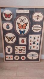 Poster met vlinders en insecten (zonder lijst), Ophalen of Verzenden, Rechthoekig Staand