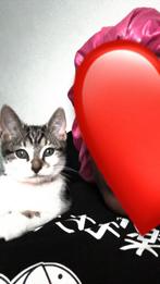 Lieve speelse kitten (8-10 weken oud) zoekt warm thuis, Dieren en Toebehoren, Katten en Kittens | Overige Katten, Poes, Kortharig