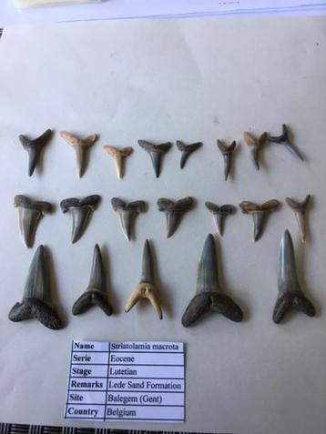 Fossiele haaientanden set (20 stuks) uit Balegem (4) beschikbaar voor biedingen