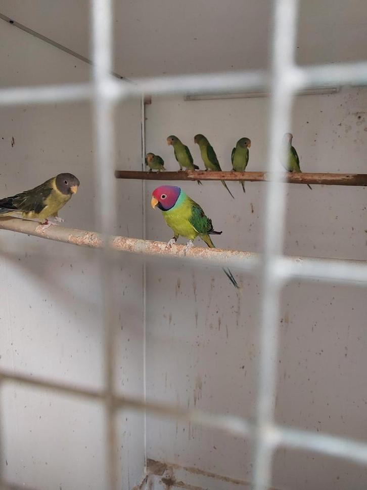 Jonge pruimenkop parkieten te koop., Dieren en Toebehoren, Vogels | Parkieten en Papegaaien, Parkiet, Meerdere dieren, Geringd