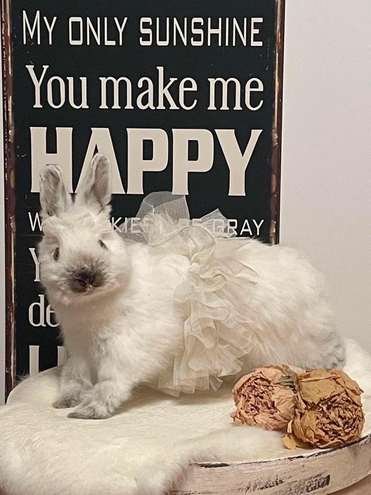 Prachtig opgezet wit dwergkonijntje & kanten hanging basket, Verzamelen, Dierenverzamelingen, Zo goed als nieuw, Opgezet dier