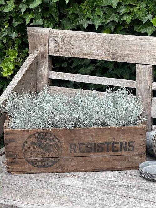 Zilverstruikje kunst, Huis en Inrichting, Woonaccessoires | Kunstplanten en Kunstbloemen, Nieuw, Ophalen of Verzenden