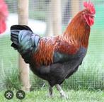 Gevraagd,  Marans zwart koperhals haan van 2025, Mannelijk, Kip