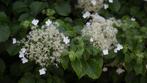 Aanbieding 5 grote klimhortensia Hydrangea petiolaris 80 cm, Ophalen, Zomer, Vaste plant, Klimplanten