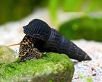 Tylomelania Yellow spot/golden/yellow slakken, Dieren en Toebehoren, Vissen | Aquariumvissen, Slak of Weekdier, Zoetwatervis