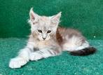 Super mooie maine coon katertje te koop uit grote lijnen, Dieren en Toebehoren, Kater, Gechipt, 0 tot 2 jaar