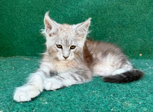 Super mooie maine coon katertje te koop uit grote lijnen, Dieren en Toebehoren, Katten en Kittens | Raskatten | Langhaar, Kater