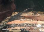 L155 acanthicus adonis pleco, Dieren en Toebehoren, Vissen | Aquariumvissen, Vis