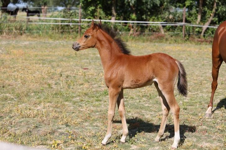 IN PRIJS VERLAAGD! Welsh B merrie veulen, Dieren en Toebehoren, Pony's, Merrie, Niet van toepassing, Dressuurpony, 0 tot 2 jaar