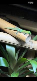 Phelsuma laticauda, Dieren en Toebehoren, Reptielen en Amfibieën, Slang, 0 tot 2 jaar