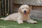 Prachtige Goldendoodle pups (ouders aanwezig!), België, Overige rassen, CDV (hondenziekte), 8 tot 15 weken