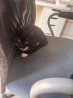 Kitten 9 weken, Dieren en Toebehoren, Katten en Kittens | Overige Katten, Kater