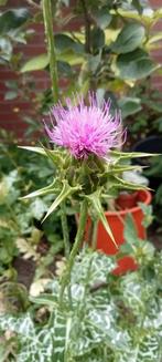 Silybum marianum - Mariadistel zaden, Ophalen of Verzenden, Voorjaar, Volle zon, Zaad