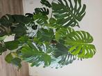 Monstera plant, Huis en Inrichting, Kamerplanten, Ophalen, Overige soorten, Halfschaduw, In pot
