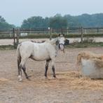 Appaloosa ponys, Dieren en Toebehoren, Hengst, Gechipt, 0 tot 2 jaar
