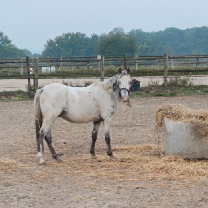 Appaloosa ponys, Dieren en Toebehoren, Paarden, Hengst, 0 tot 2 jaar, Met stamboom, Gechipt, Ontwormd, Ingeënt