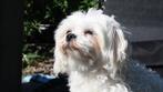 Mini Maltezer dekreu, Dieren en Toebehoren, Honden | Dekreuen, Reu, Eén hond, 3 tot 5 jaar, Nederland