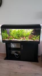 Compleet aquarium, Dieren en Toebehoren, Vissen | Aquaria en Toebehoren, Ophalen, Gebruikt, Gevuld zoetwateraquarium