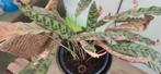 Calathea - 75cm - In binnenpot, Ophalen, Overige soorten, Halfschaduw, In pot