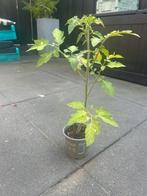 Biologische cherrytomaat plantjes moestuin kas groente, Ophalen, Minder dan 100 cm, Overige soorten, Zomer