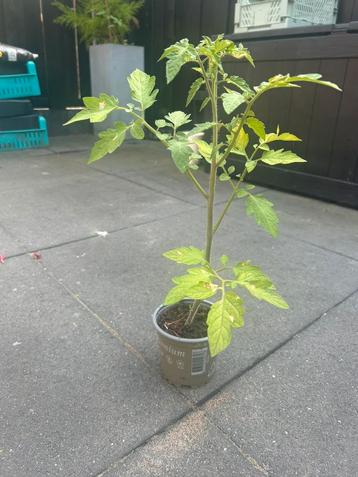 Biologische cherrytomaat plantjes moestuin kas groente beschikbaar voor biedingen