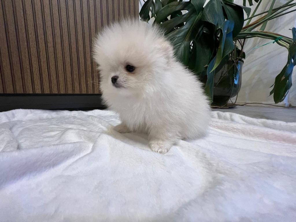 Pomeriaan/pomeranian crème 🍦, Dieren en Toebehoren, Honden | Poolhonden, Keeshonden en Oertypen, Reu, Keeshond, Particulier, Meerdere