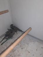 Blackface parkieten, Dieren en Toebehoren, Meerdere dieren, Parkiet, Geringd