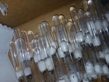 Lasius Niger verschillende kolonies  beschikbaar voor biedingen