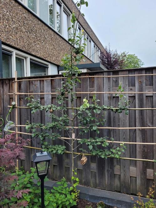 Leiboom peer, Tuin en Terras, Planten | Bomen, Leiboom, 100 tot 250 cm, Volle zon, Lente, In pot, Ophalen
