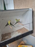 Te koop jonge blackwing grasparkieten, Dieren en Toebehoren, Vogels | Parkieten en Papegaaien, Meerdere dieren, Parkiet