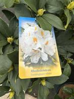 Rhododendrons, wit, licht roze en roze, Tuin en Terras, Planten | Bomen, Overige soorten, Minder dan 100 cm, Zomer, Ophalen