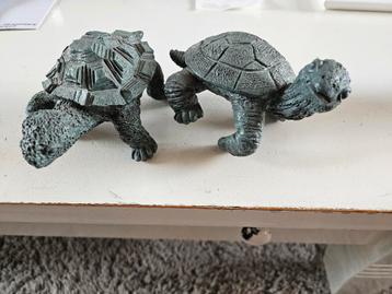 Schildpadjes beschikbaar voor biedingen