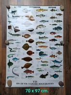 Poster: Vis - een zee van culinaire mogelijkheden, Dier of Natuur, Ophalen of Verzenden, Zo goed als nieuw