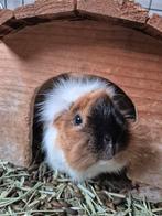 Koekiemonster & Elmo + hok matten en alle toebehoren, December, Vrouwelijk, Cavia