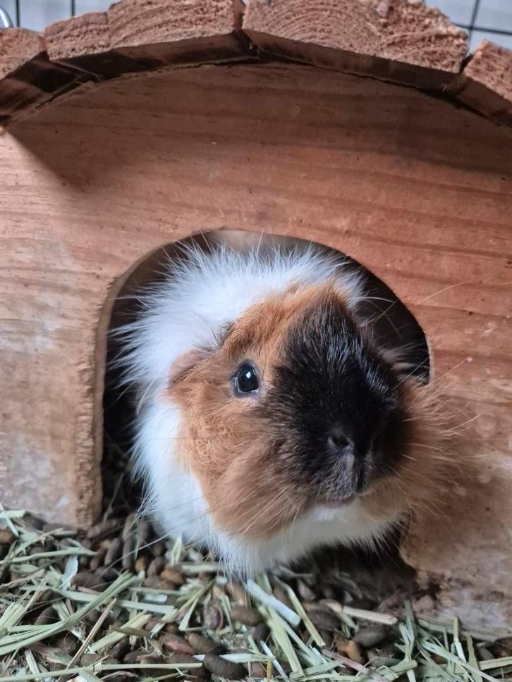 Koekiemonster & Elmo + hok matten en alle toebehoren, Dieren en Toebehoren, Knaagdieren, Vrouwelijk, Cavia, December