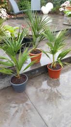 Chamaerops humilis Europese dwergpalm, Zomer, Overige soorten, Ophalen, Volle zon