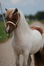 Prachtige vosbonte shetlander ruin, Dieren en Toebehoren, Pony's, Ruin, A pony (tot 1.17m), Recreatiepony, 3 tot 6 jaar