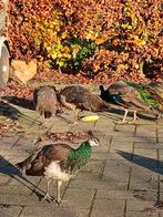 Te koop jonge blauwe pauwen, Dieren en Toebehoren, Pluimvee, Overige soorten
