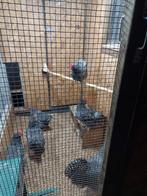 Broedeieren amrock groot, Ophalen of Verzenden, Nieuw, Overige typen