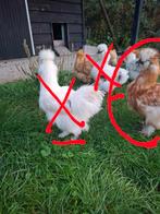 Zijdehoen kriel hanen 3x, Dieren en Toebehoren, Mannelijk, Kip