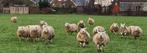 20 drachtige zwoegervrije tweejarige Fokooien, Vrouwelijk, Schaap, 0 tot 2 jaar